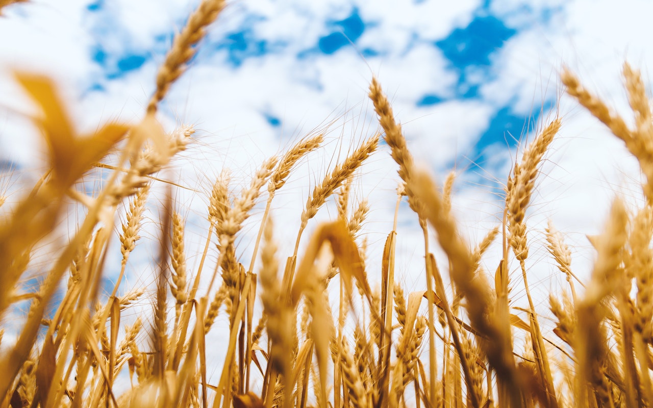 Celiakia jest chorobą wieloczynnikową i autoimmunizacyjną wywołaną przez gluten